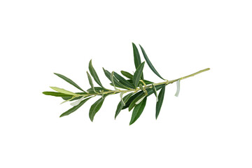 Olive branch. Olive tree. Olive tree leaves.