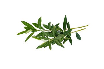 Olive branch. Olive tree. Olive tree leaves.