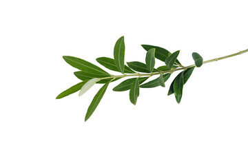 Olive branch. Olive tree. Olive tree leaves.