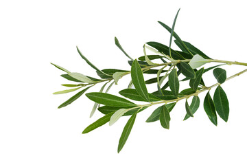 Olive branch. Olive tree. Italian olive.
