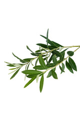 Olive branch. Olive tree. Italian olive.