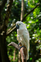 A white cockatoo on a tree branch at a zoo on the island of Lombok, Indonesia, on a bright and cool morning is busy with its activities.