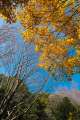 Fototapeta premium 青空と紅葉