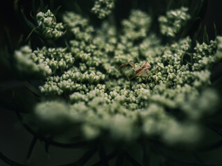 Close up of a flower