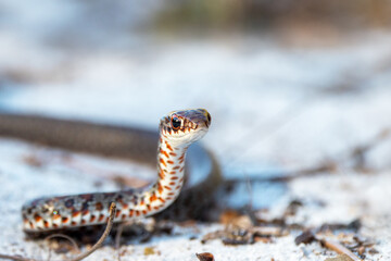 A young snake&mdash;probably a juvenile black racer (Coluber constrictor) found in central Florida.