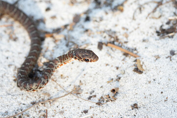 A young snake&mdash;probably a juvenile black racer (Coluber constrictor) found in central Florida.