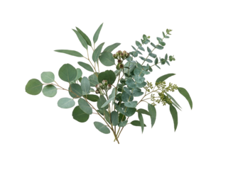 Fresh eucalyptus bouquet isolated on black background featuring mixed green leaves, silver dollar foliage, and rustic gumnuts for floral arrangement
