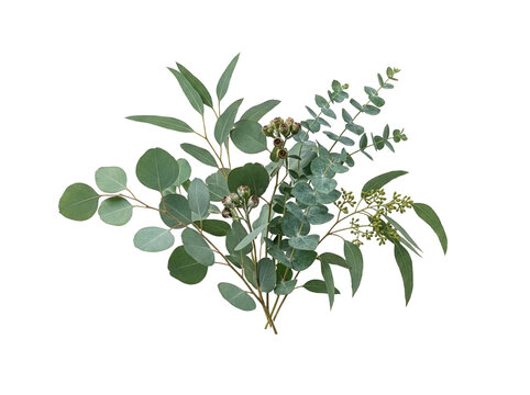 Fresh eucalyptus bouquet isolated on black background featuring mixed green leaves, silver dollar foliage, and rustic gumnuts for floral arrangement