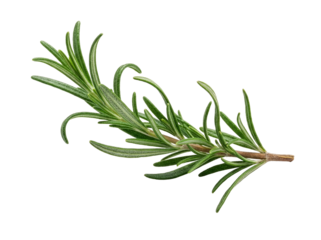 Rosemary sprig isolated on black background. Fresh green herb branch closeup with detailed texture for cooking and aromatherapy concepts.
