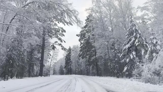 Snow-covered winter road passes through dense forest supporting themes of travel, transport, season, climate and weather. Аor nature, environment, roadway