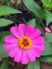 Obraz premium pink zinnia flower with yellow center