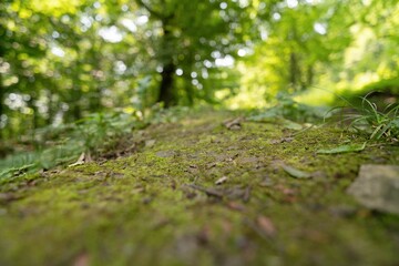 Obraz premium close-up, low-angle of green moss covering the forest floor. The background is a blurred natural forest environment, which provides a natural and serene background