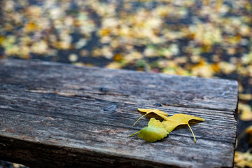 鎌倉251118　浄智寺7　黄葉