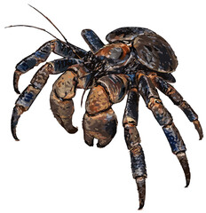 Birgus latro illustration art