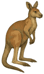 Macropus giganteus illustration art © Diono