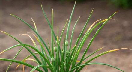 Close-up of green chive plant with long, thin stalks and emerging buds