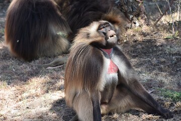 Bleeding Heart Baboon Ethiopia