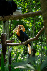 A Papuan hornbill perches on a tree branch at a zoo in Lombok, Indonesia, plying its trade on a bright, cool morning. © Bunayardi