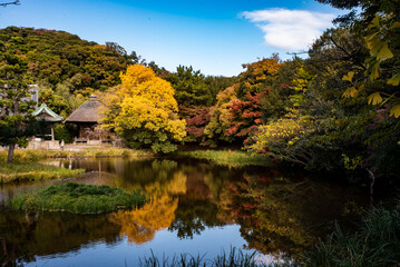 Obraz premium 横浜251119 称名寺8 黄葉＆紅葉