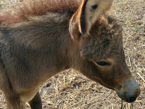 Costa Rei, Sardinia, Italy, September 20, 2025. A Sardinian donkey, a native breed common on the island, is very docile. They are small animals with a light gray coat, sometimes with brown shades
