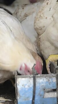 farm animals in the farm, chickens eating in a henhouse