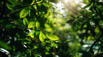 Obraz premium Sunlight through lush green leaves creating an enchanting forest ambiance