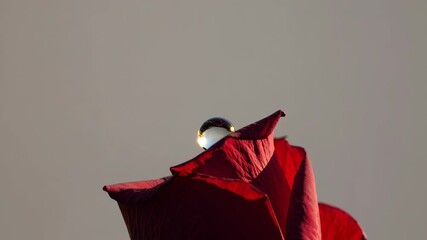 time lapse capturing the mesmerizing motion of a water droplet bouncing and splashing on a vibrant red rose petal, set against a soft gray background - Powered by Adobe