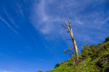 A solitary, leafless tree stands against a vast, bright blue sky with wispy clouds. Excellent copy space background symbolizing hope, struggle, isolation, or resilience in nature.
