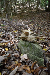 森の中の苔むした岩に置かれた野生の鹿の頭蓋骨