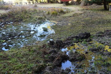 水たまりが広がる季節湿地とぬかるんだ草地