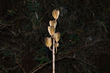 山林に立つユリの枯れた蒴果