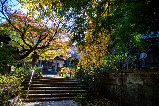 鎌倉251120　安国論寺13　黄葉&紅葉