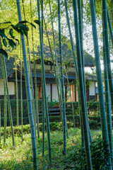 竹林と茅葺屋根