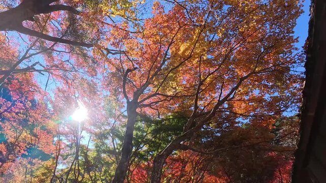 晴天に映える紅葉の森をジンバル移動で

