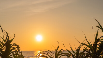 Golden sunset sky sunrise sun silhouette leaves and sun dawn background space for text