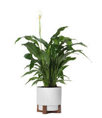 Beautiful spathiphyllum (peace lily) houseplant with flowers isolated on white