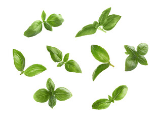 Fototapeta premium Fresh green basil leaves on white background, collage