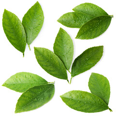 Fresh green leaves of citrus plant on white background, collage. Top view