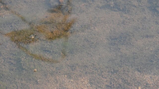 Gerridae or water striders. Its Hemiptera  family insects. Its other name waters skeeter,&nbsp;water scooters insect,&nbsp;waters bug,&nbsp;pond skaters, water skipper, waters gliders insects and&nbsp;water skimmers.