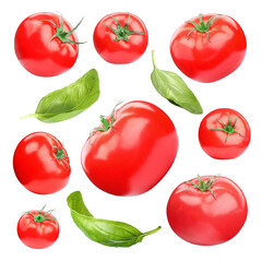 Fresh tomatoes and green basil leaves isolated on white, set