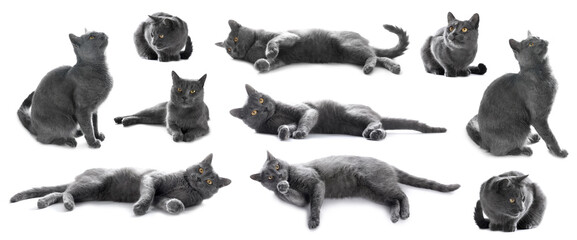 Cute grey cat on white background, set of photos
