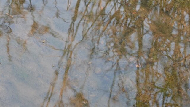 Gerridae or water striders. Its Hemiptera  family insects. Its other name waters skeeter,&nbsp;water scooters insect,&nbsp;waters bug,&nbsp;pond skaters, water skipper, waters gliders insects and&nbsp;water skimmers.