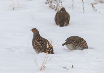 Obraz premium Gray partridges in the snow