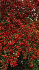 A vibrant display of red berries on a bush, surrounded by green leaves. The scene captures the beauty of nature in a garden setting.