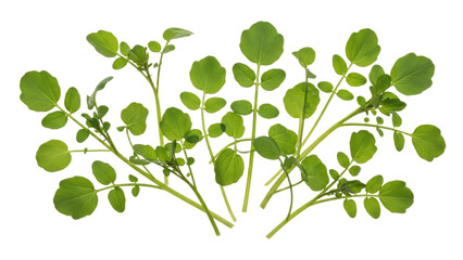 Obraz premium Fresh watercress shoots isolated on white surface, perfect for culinary or botanical design with soft greenery and clean presentation for cooking
