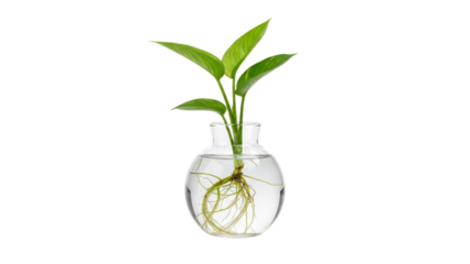 Golden pothos propagation in a clear glass vase revealing healthy root system against minimalist white background showcases plant growing  77