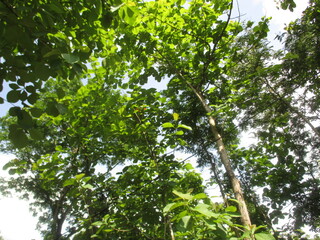 a collection of hot air balloons stuck in the trees