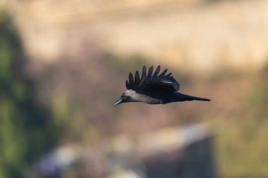 House Crow captured in graceful flight, wings spread wide against a blurred background. A dynamic moment showcasing this common urban bird in motion.