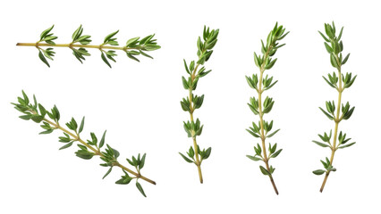 Delicate Thyme Sprigs Isolated on White Background for Culinary and Herbal Applications