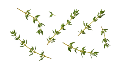 Elegant display of fresh thyme sprigs isolated on a pristine white backdrop, showcasing the herb's vibrant green foliage and delicate structure